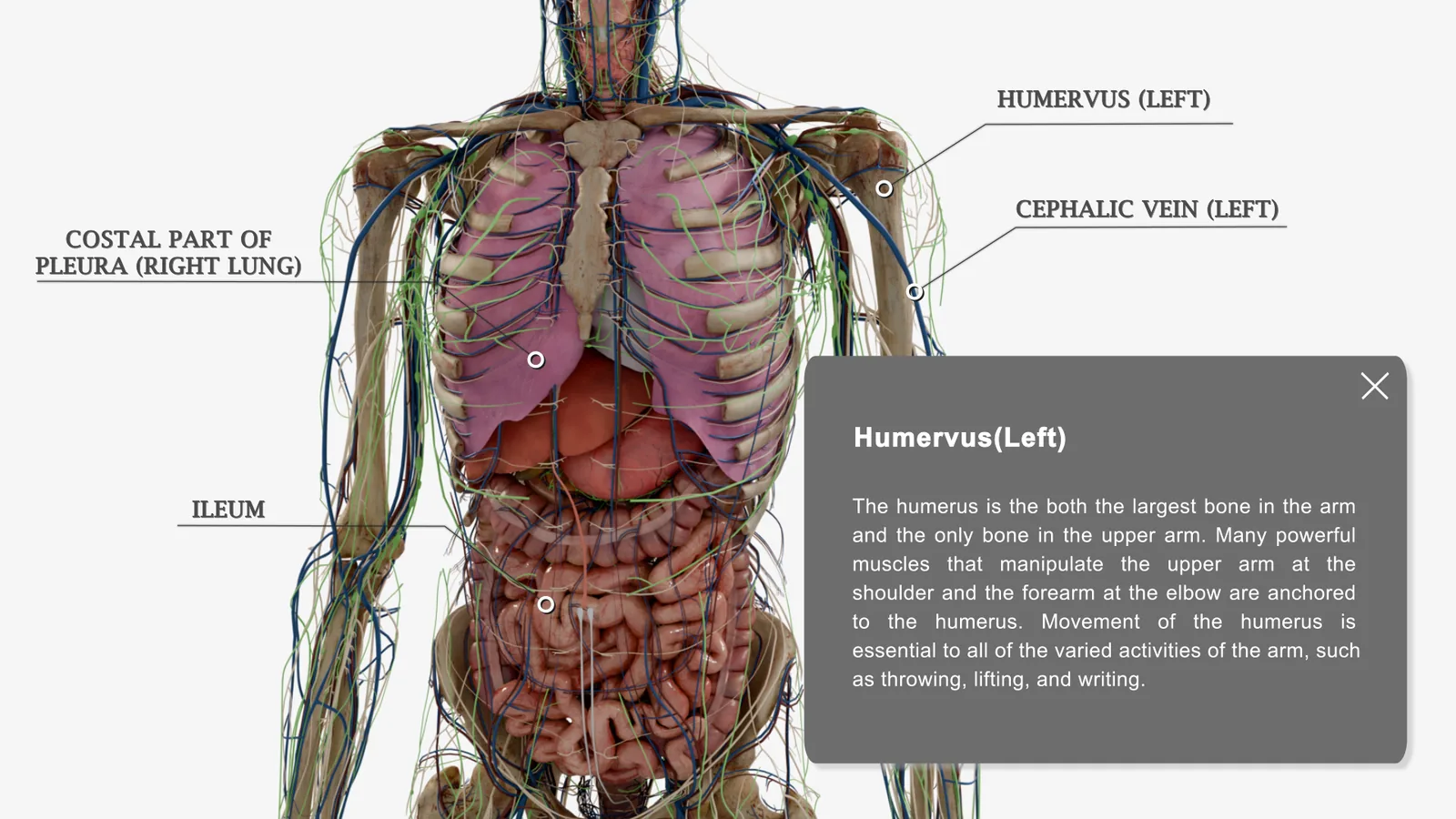 A torso model with the ribcage, lungs and intestines exposed, callouts
                    naming the humerus, cephalic vein, costal pleura and ileum, and an
                    information panel describing the humerus.