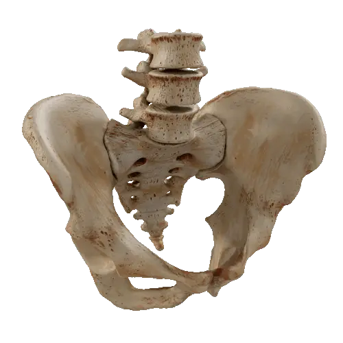A 3D-printed pelvis and lower lumbar spine rotating slowly on the spot.