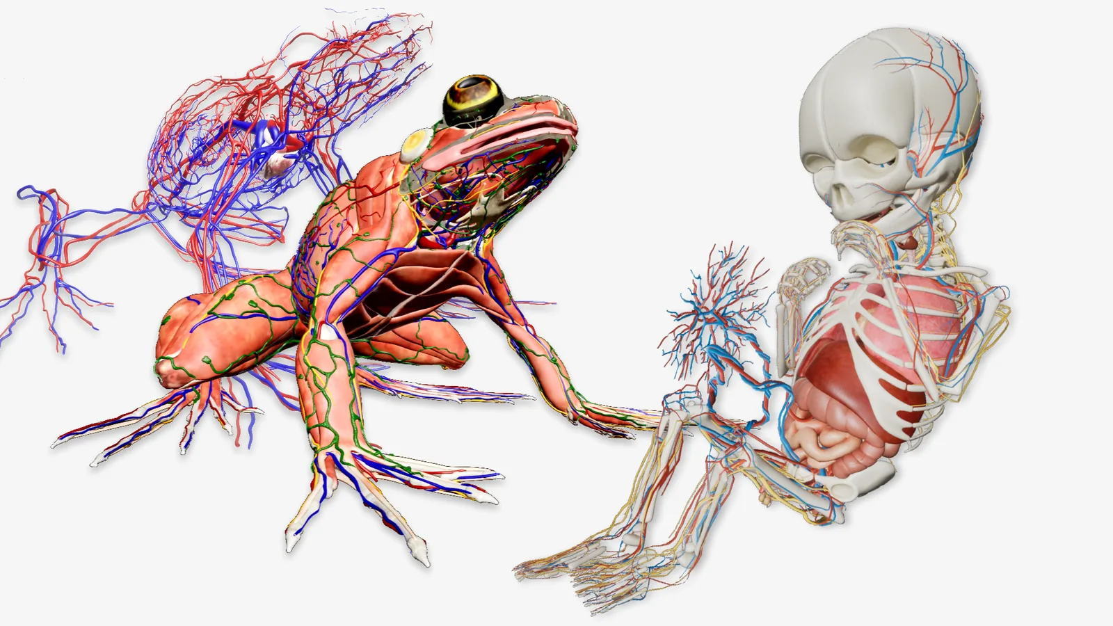 An anatomical model of a frog showing its circulatory system beside a
                    model of a fetus showing its skeleton, organs and blood vessels.