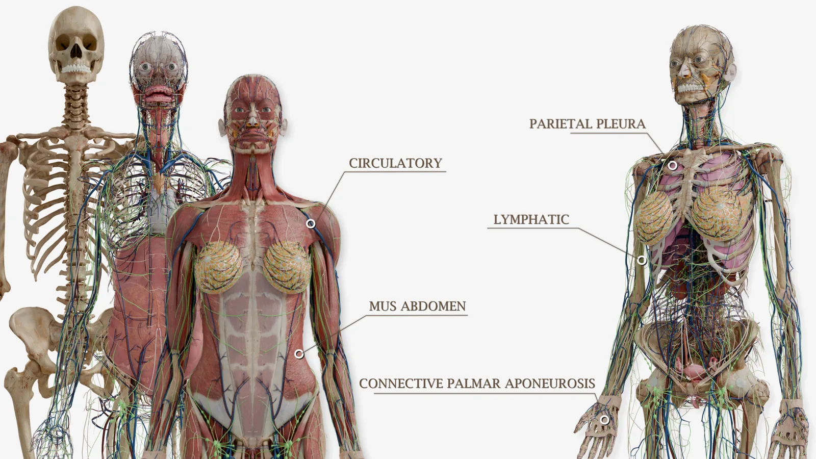 Two labelled full-body models beside a skeleton, with callouts naming the
                    circulatory system, the parietal pleura, the lymphatic system and the
                    palmar aponeurosis.