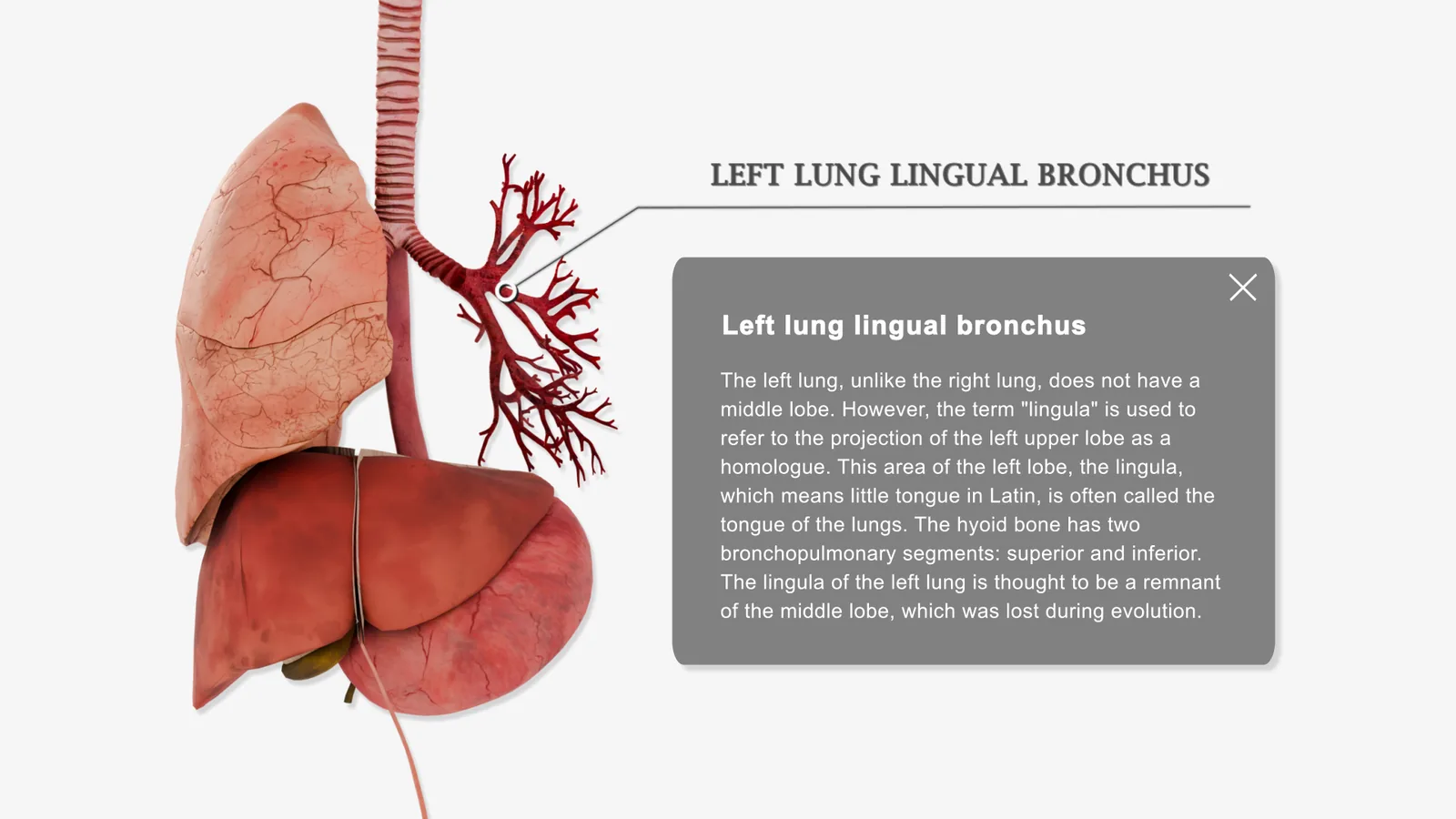 A 3D model of the lungs and liver with the left lung lingual bronchus
                    picked out, an explanatory panel beside it describing the structure.
