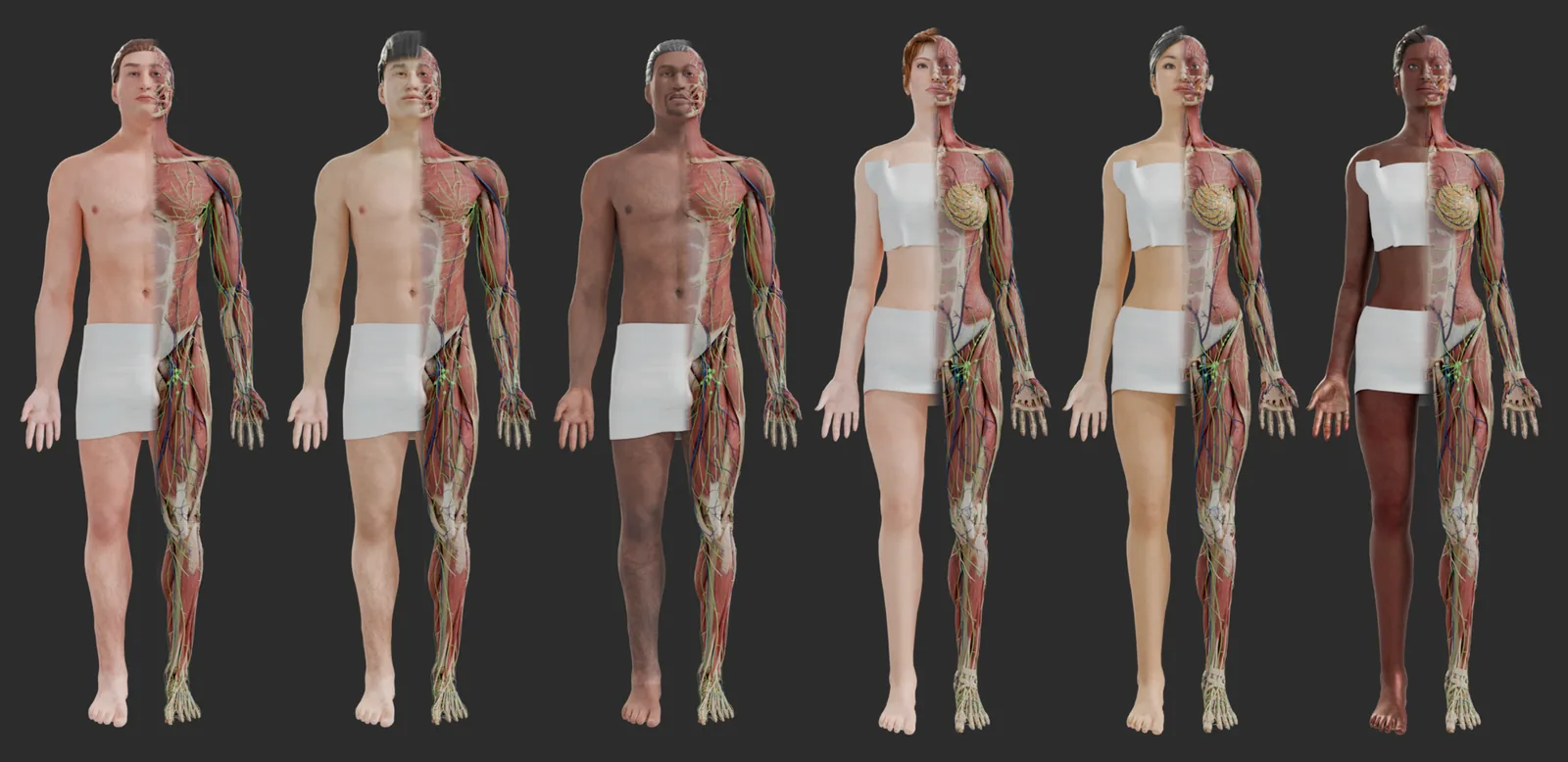 Six full-body Asclepius models standing side by side &mdash; three male and
                  three female, of different ethnicities &mdash; each shown half with skin and
                  half dissected to the muscular, vascular and lymphatic layers.