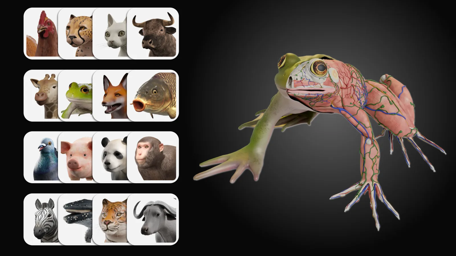 A grid of animal head renders &mdash; among them a chicken, cheetah, cat,
                  bull, giraffe, frog, fox, carp, pigeon, pig, panda, macaque, zebra, tiger
                  and buffalo &mdash; beside a dissected frog showing its musculature and
                  vasculature.