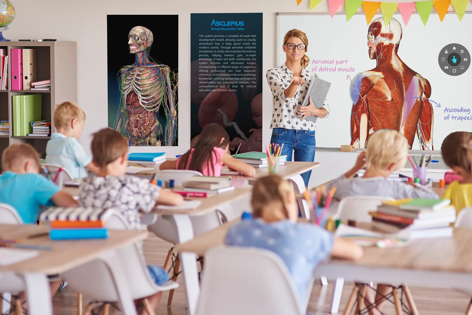 A teacher standing at the front of a colourful classroom of young children,
                    with an Asclepius anatomical display and a labelled muscular model on the
                    wall behind her.