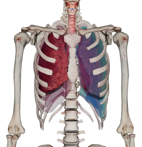 A rendered human rib cage and lungs from the Asclepius anatomy library