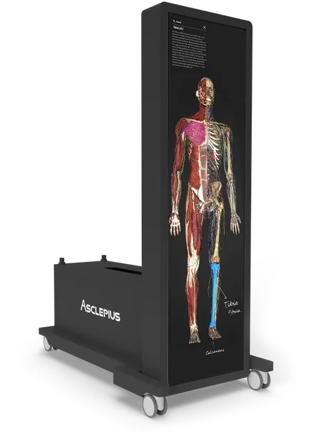 An upright Asclepius dissection table showing a full-body anatomical render