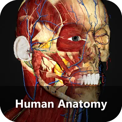 Human Anatomy module: a dissected head and neck showing facial muscles,
                    vessels and nerves.