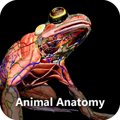 Animal Anatomy module: a dissected frog model showing musculature and
                    internal organs.