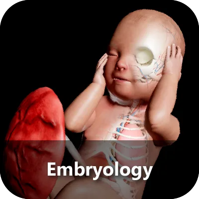 Embryology module: a late-stage fetal model shown with the placenta.