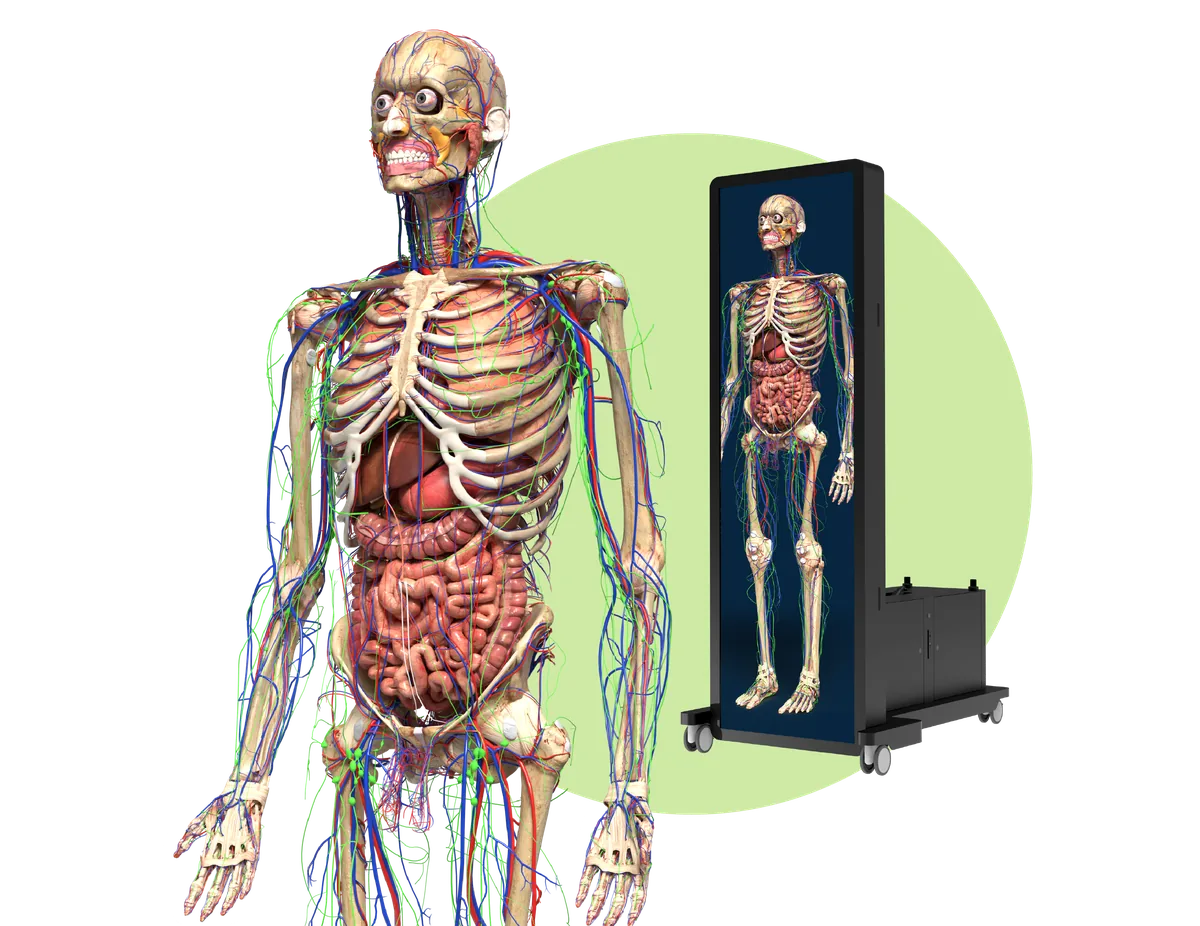 A full-body Asclepius anatomical model with skin removed to show organs, nerves and vessels, shown beside an upright dissection table displaying the same body